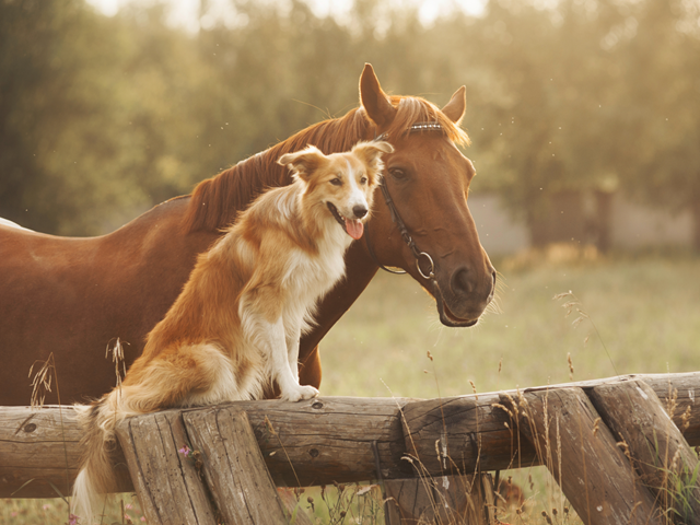 Hahn Versicherungen für Tiere
